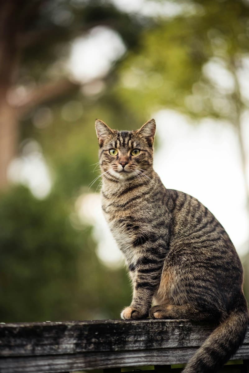 The clinic cat now, thriving