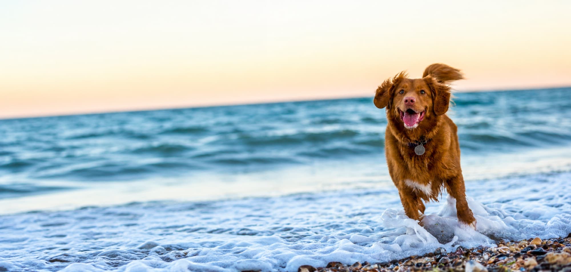 A happy dog on the Albanian coast at sunset