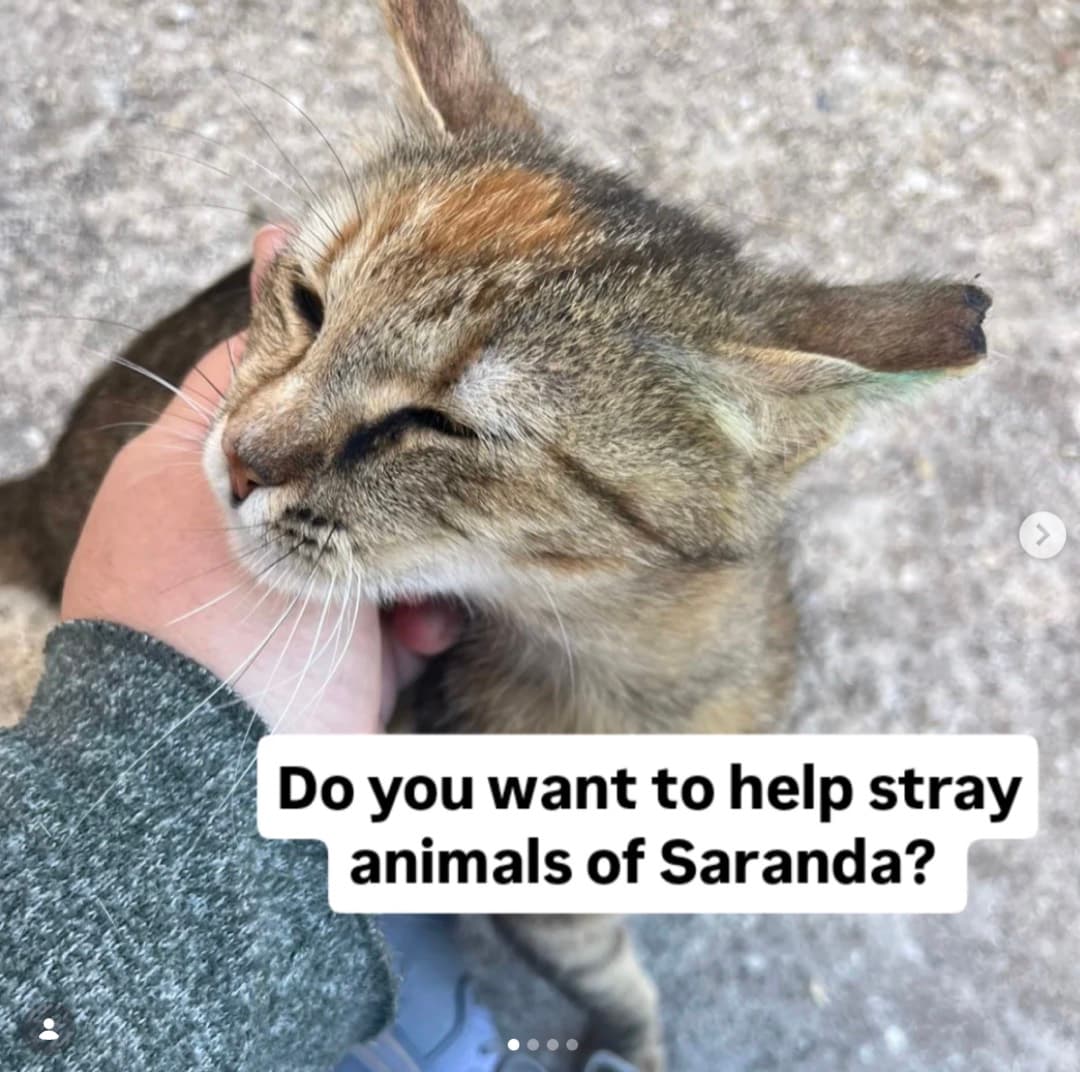 Let's help the stray dogs of Sarandë