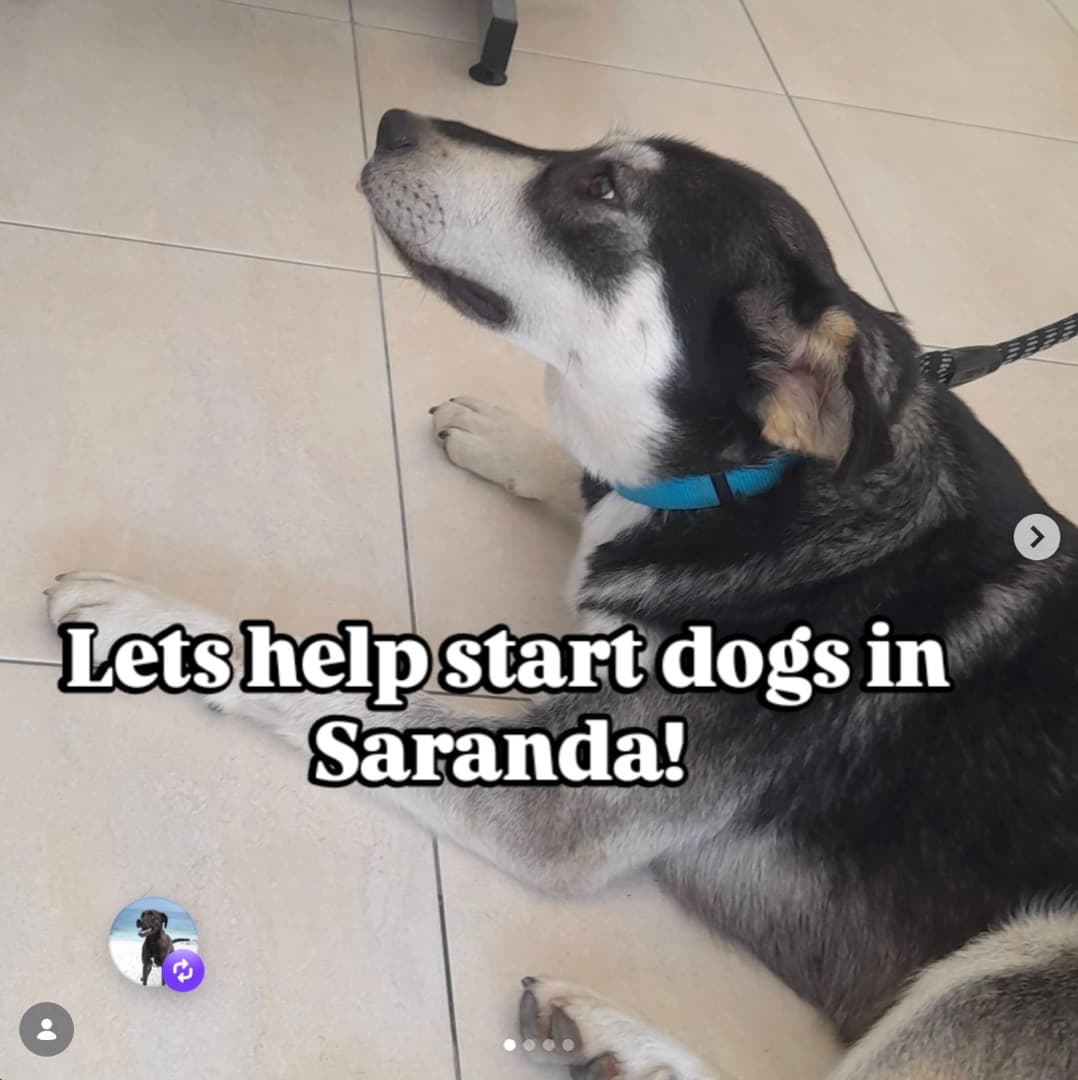 Do you want to help the stray animals of Sarandë?