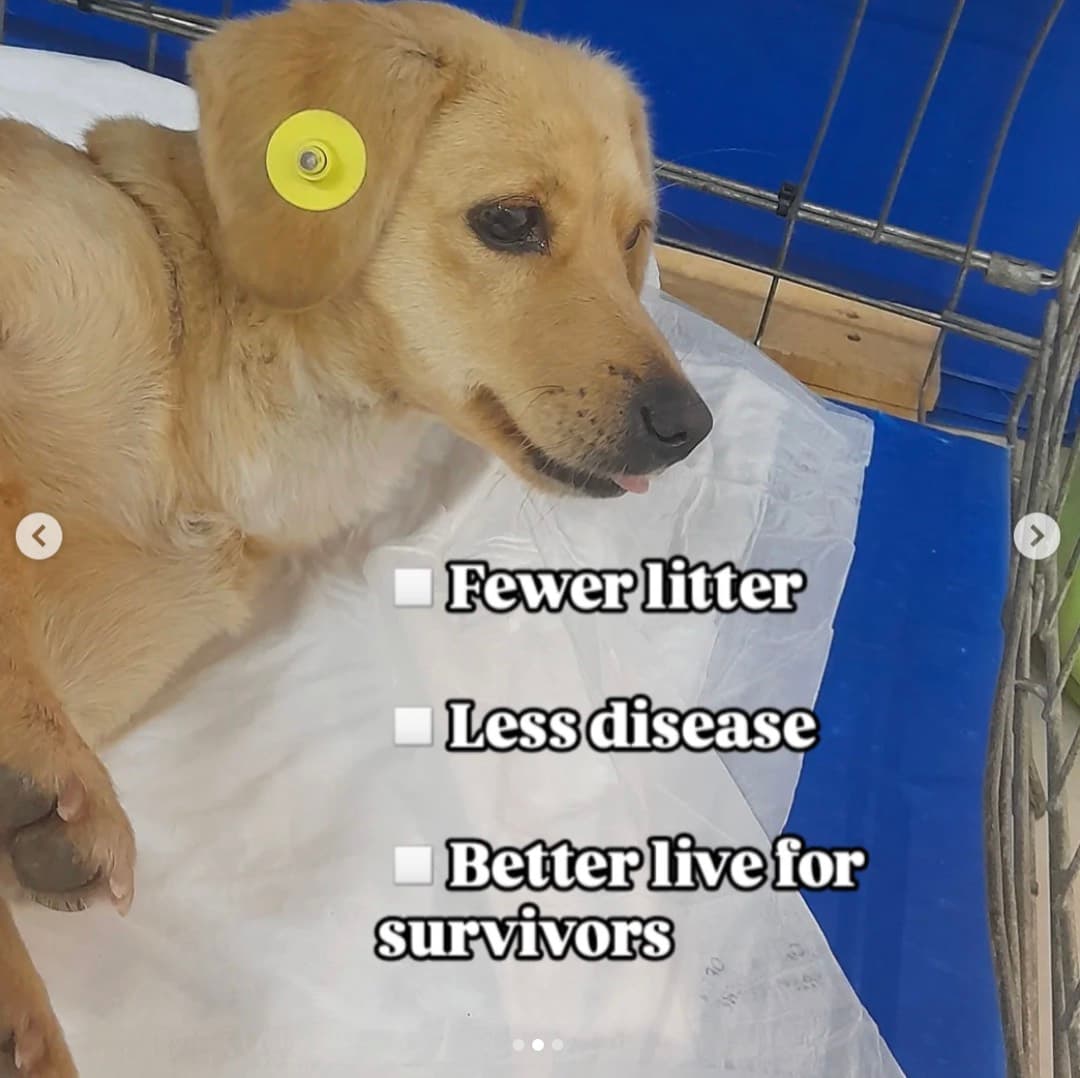 Adopt me! This golden pup is looking for a forever home