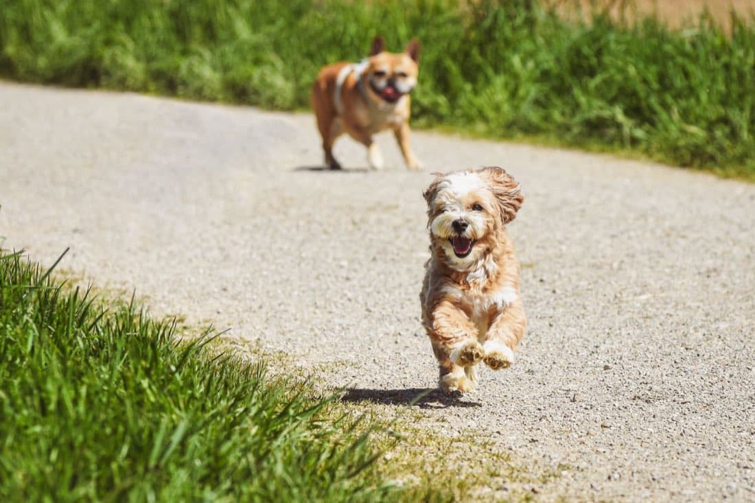 Why spay & neuter matters