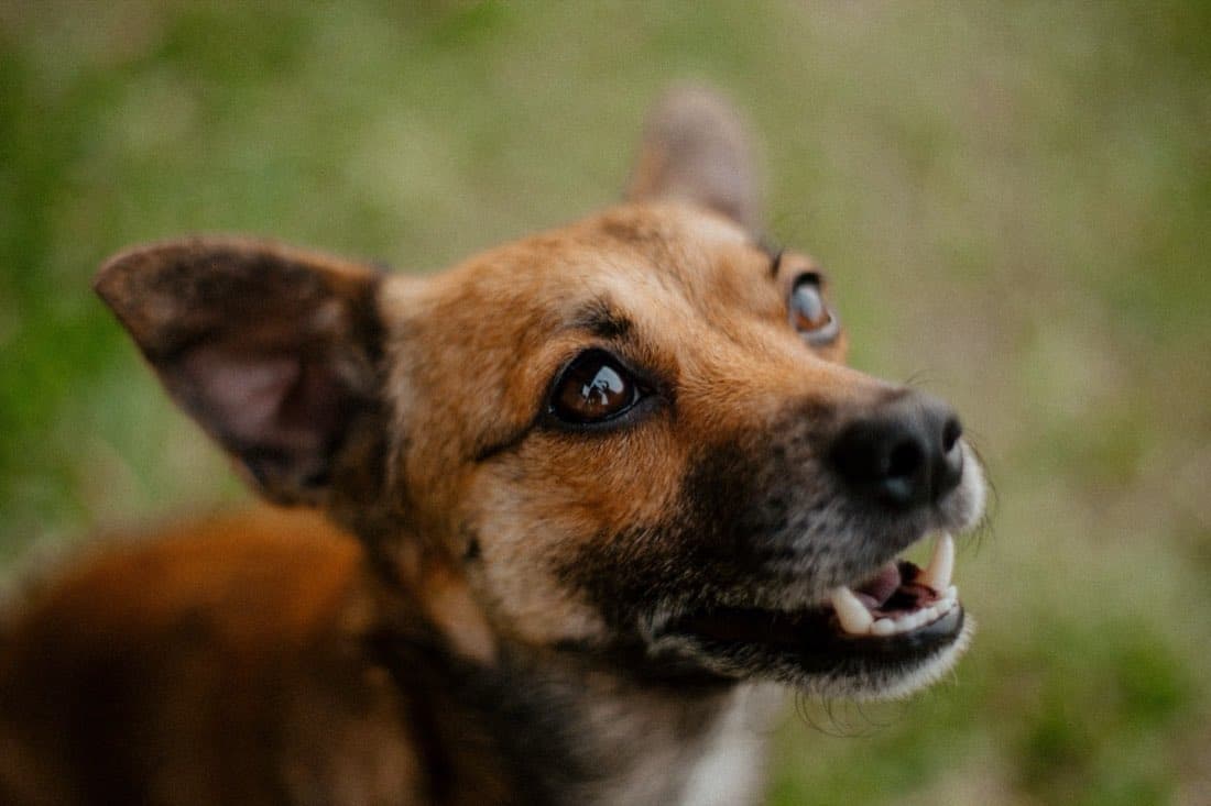 Kibo, a rescue dog