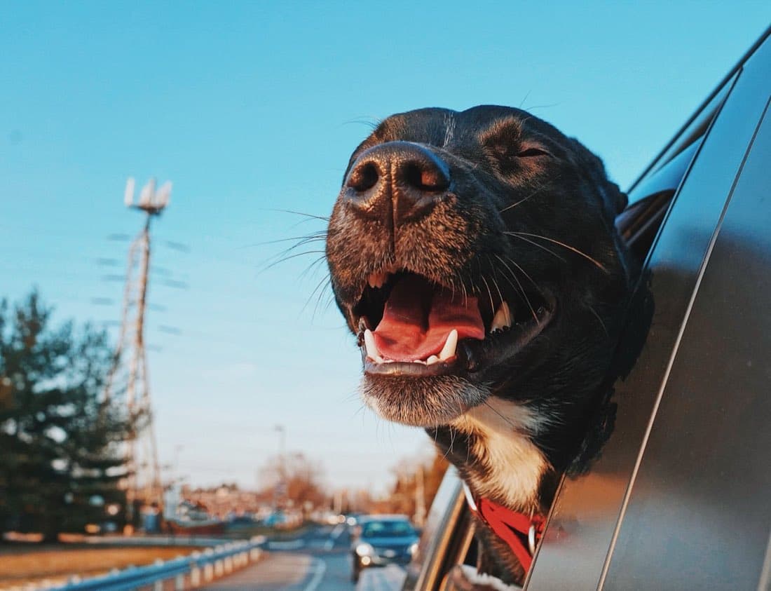 A happy dog with its head out the car window, ears in the wind