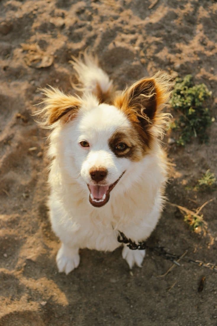 Luna, a rescue dog looking for a home