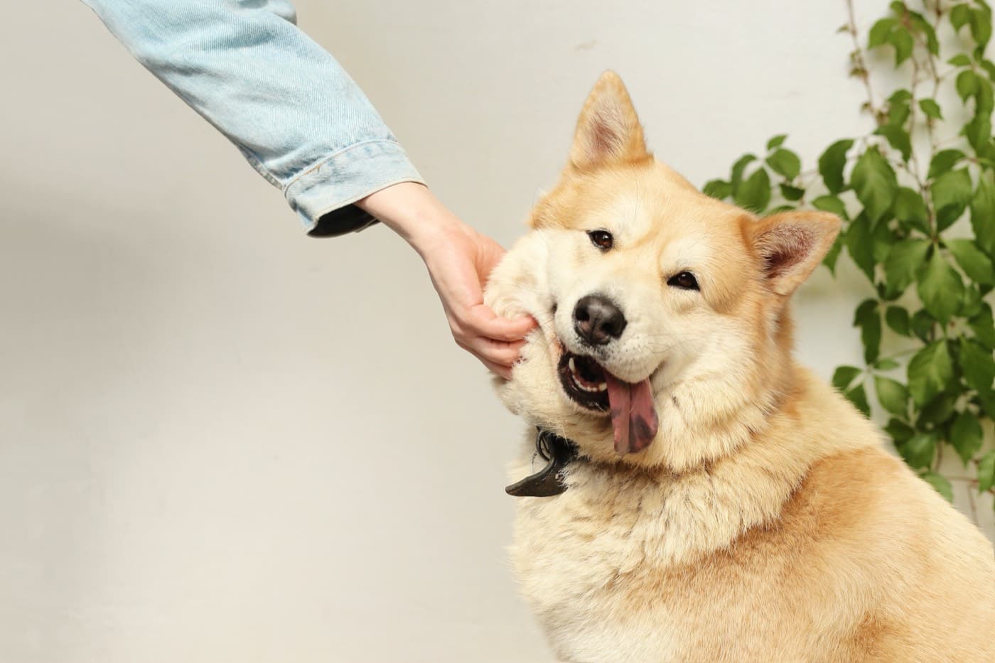 Pets and Passports, who we are