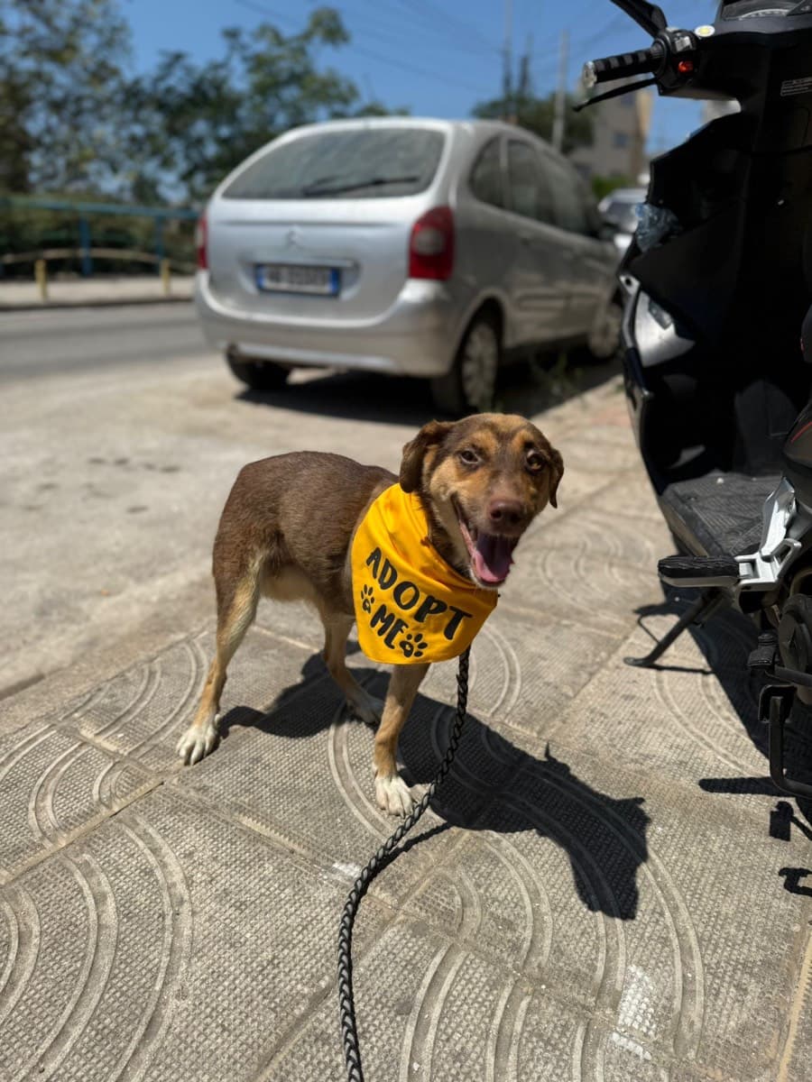 Rex, a rescue dog