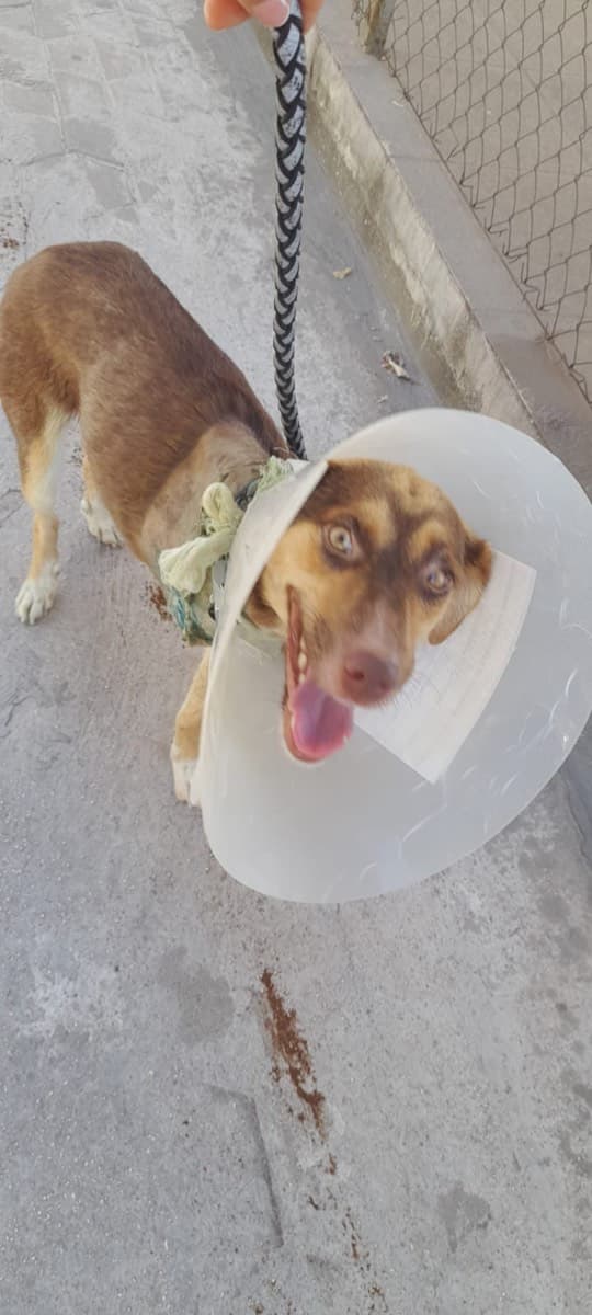 Bora when first rescued