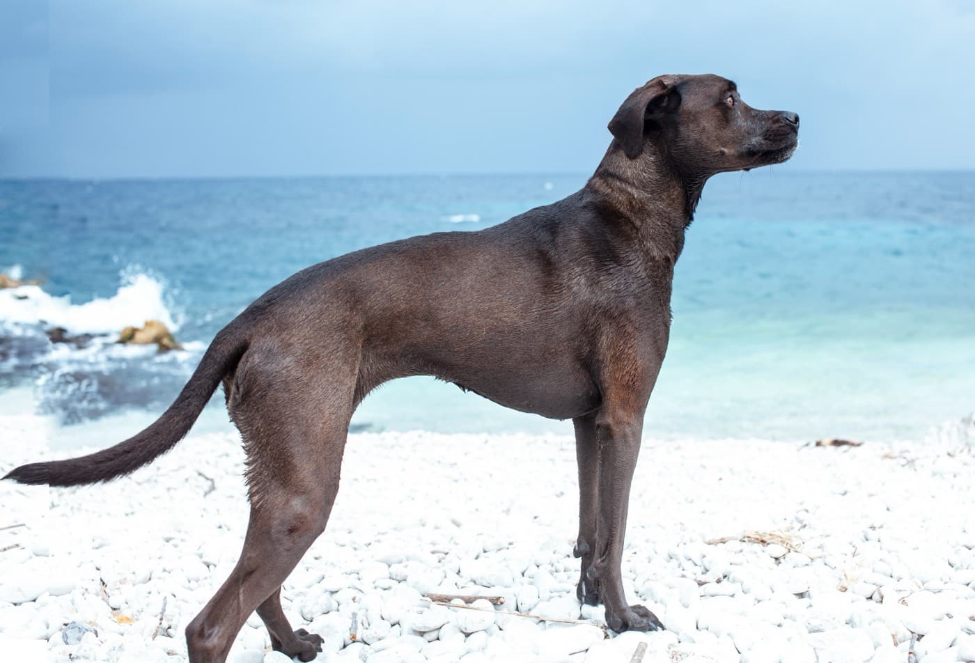 Sage when first rescued